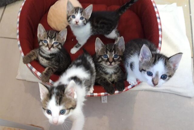 Die verwaisten Katzenbabys suchen ein neues Zuhause