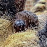 Am 8. Juni ist das kleine Faultierbaby zur Welt gekommen.