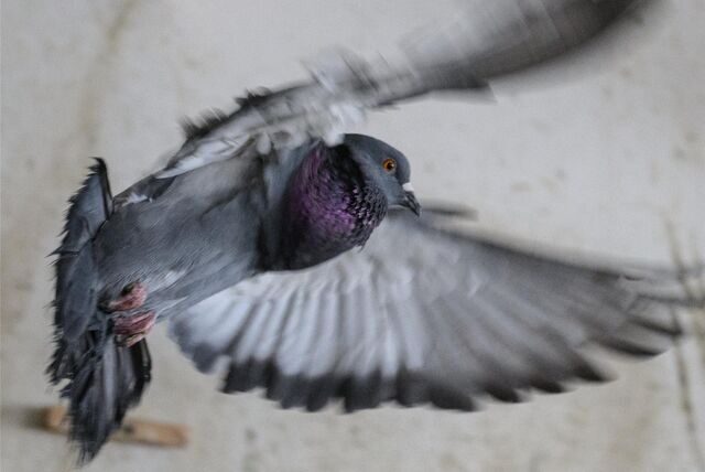 Eine Taube fliegt in einem Taubenschlag umher