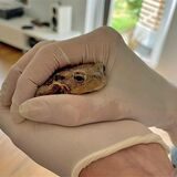 Das war eine schwere Geburt! Wie man eine Kröte rettet, die mitten unter der Kellertür feststeckt, habe ich heute Morgen gelernt.