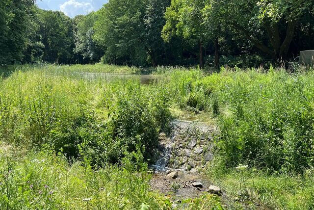 Hinter wucherndem Grün ist der Teich im Bornekamp nicht immer einfach auszumachen. Der Pegelstand schwankt erheblich: Führt der Kortelbach so viel Wasser, dass er in den Teich überströmt, läuft auch das Becken schnell voll. Bleibt über längere Zeit der Regen aus, wird schnell ersichtlich, dass der Teichgrund nicht ganz dicht ist.