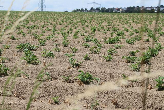 Auf dem Acker in Holzen wachsen in diesem Jahr Kartoffeln. Die haben einen hohe Pflegeaufwand.