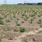 Auf dem Acker in Holzen wachsen in diesem Jahr Kartoffeln. Die haben einen hohe Pflegeaufwand.