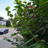 Wenn wie hier in Fröndenberg-Dellwig in der Vergangenheit sogar die Geschwindigkeitsreduzierung von Tempo 30 auf der Ortsdurchfahrt durch Überwuchs verdeckt wird, kam der Einsatz der Gartenschere mindestens einige Wochen zu spät.