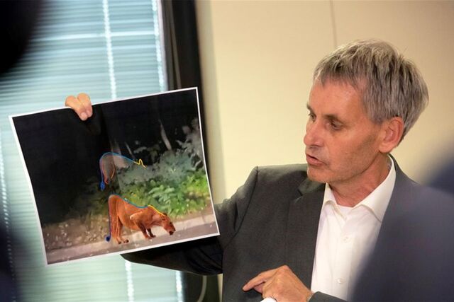 Kleinmachnow-Bürgermeister Michael Grubert erklärt anhand von Fotos, weshalb es sich bei dem gesuchten Raubtier um keine Löwin handelt.