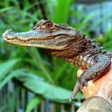 Deutschlands berühmtester Kaiman, der Brillenkaiman Sammy, hat im Tiergarten Falkenstein ein neues Zuhause gefunden.