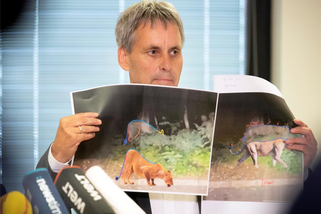 Michael Grubert (SPD), Bürgermeister von Kleinmachnow, erklärt bei einem Pressegespräch anhand von Fotos, weshalb es sich bei dem gesuchten Raubtier um keine Löwin handelt Michael Grubert (SPD), Bürgermeister von Kleinmachnow, erklärt bei einem Pressegespräch anhand von Fotos, weshalb es sich bei dem gesuchten Raubtier um keine Löwin handelt