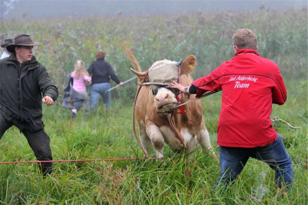 Kuh Yvonne wird auf einer Weide bei Stefanskirchen in Bayern eingefangen.
Kuh Yvonne wird auf einer Weide bei Stefanskirchen in Bayern eingefangen.