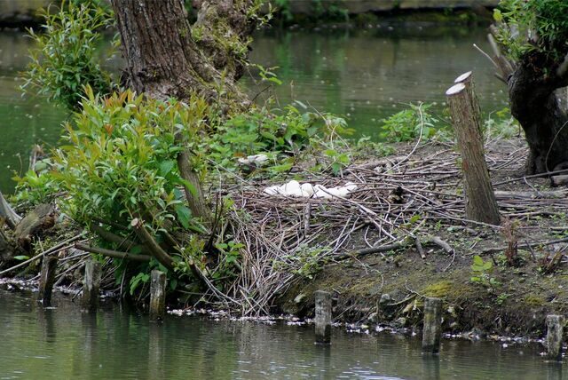 Auf dem Grüntaler Teich gibt es eine kleine Insel, die die Gänse zur Brut nutzen.