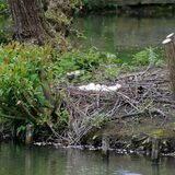 Auf dem Grüntaler Teich gibt es eine kleine Insel, die die Gänse zur Brut nutzen.
