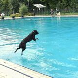 Hundeschwimmen ist schön – Hundewetter nicht: In Fröndenberg schränkt ein Freibad wegen der Wettervorhersage seine Öffnungszeiten kurzfristig ein.