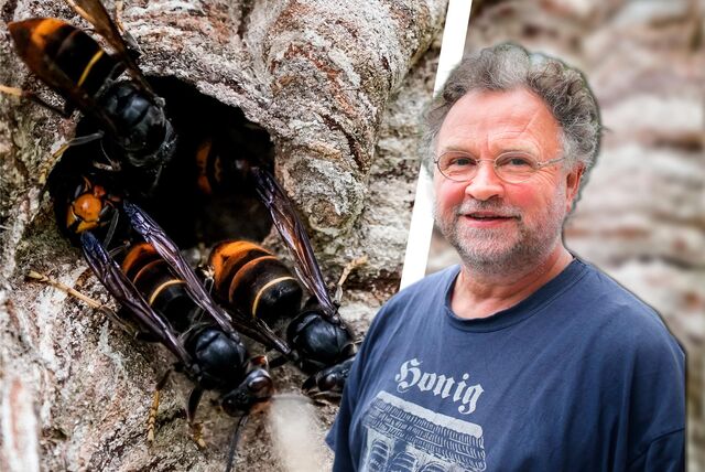 Der Dortmunder Imker Ralf Schmidt warnt vor der asiatischen Hornisse.