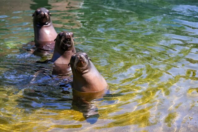 Lieblinge vieler Zoo-Besucher: Robben sind Publikumsmagneten in allen deutschen zoologischen Gärten