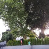 Diese beiden Bäume, besonders die Platane (grüne Blätter), bereiten in Westhofen Probleme.