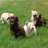 Bei den gestohlenen Hunden handelte es sich um fünf Labrador Retriever und drei Golden Retriever, wie die Polizei mitteilte.