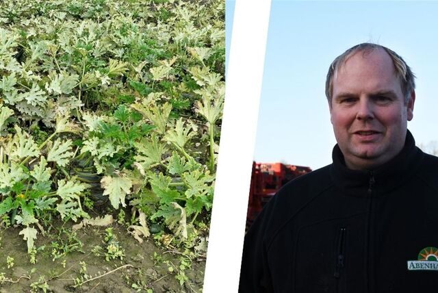 Auf den Bild sieht man ein Zucchini-Feld.