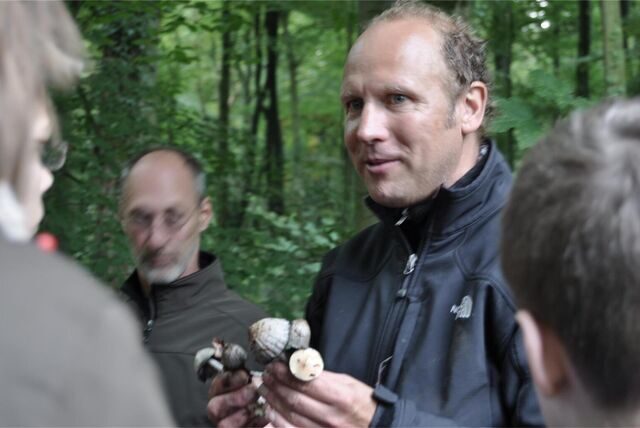 Die giftigen Knollenblätterpilze werden immer wieder mit Champignons verwechselt. Aber auch andere Verwechslungen können zu Beschwerden für Pilzsammler führen.