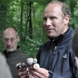 Die giftigen Knollenblätterpilze werden immer wieder mit Champignons verwechselt. Aber auch andere Verwechslungen können zu Beschwerden für Pilzsammler führen.