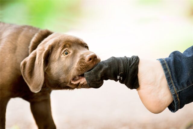 Assistenzhunde können im Alltag ihrer Herrchen und Frauchen wichtige Aufgaben übernehmen.