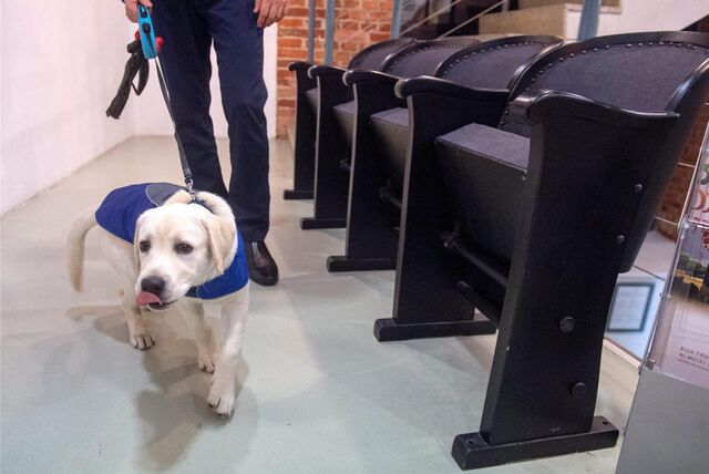 Wenn Hunde ins Kino gehen, kann das manchmal zu Streit führen.