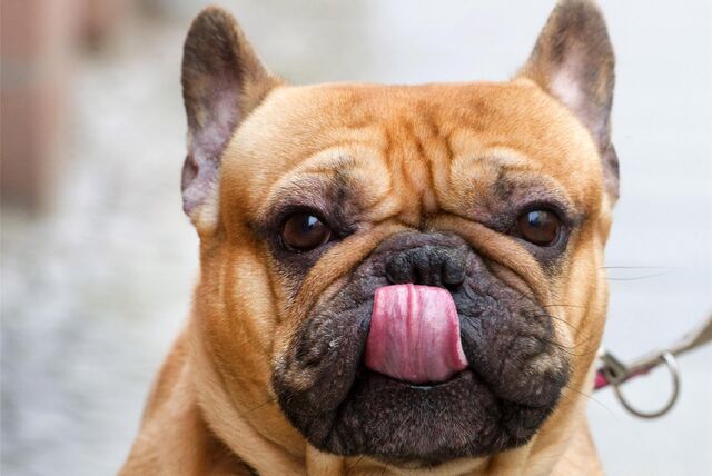 Ist er auch registriert? In Lünen gehen mit Mitarbeiter der Verwaltung durch die Stadt und zählen Hunde.