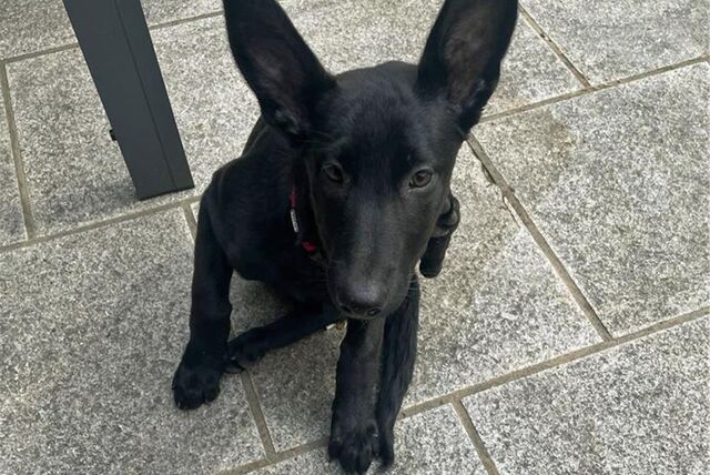 Heidi ist eine belgische Schäferhündin. Auf diesem Bild aus dem März 2023 ist sie ca drei Monate alt.