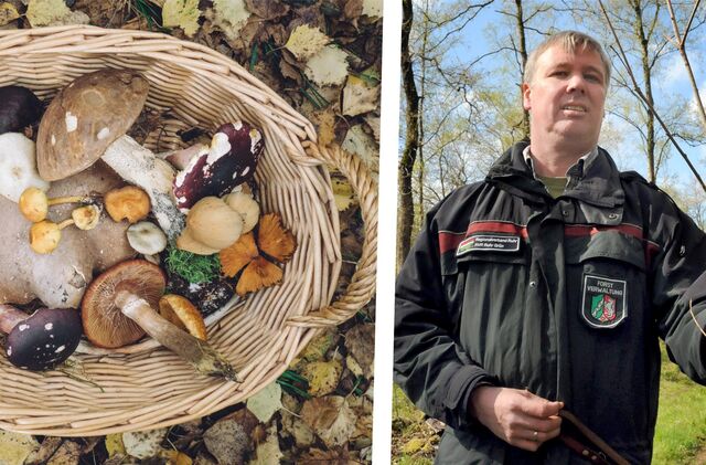 Rechts ein Korb mit Pilzen, links Revierförster Oliver Stenzel Franken