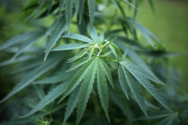 Ein Ascheberger wurde am Steuer positiv auf Cannabis getestet.