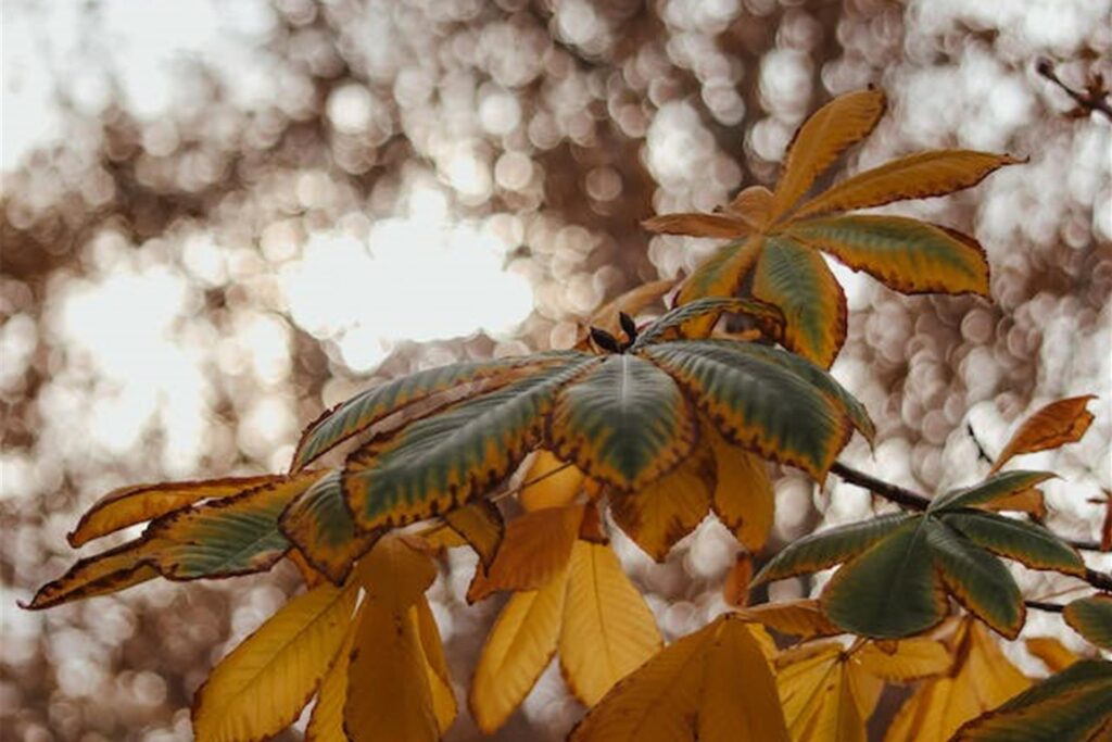 zweig eines kastanienbaumes zweig eines kastanienbaumes