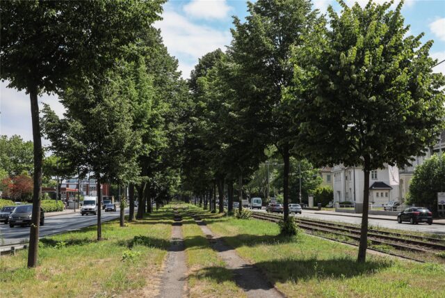 Die Platanen-Allee auf der Bundesstraße 1 in Dortmund