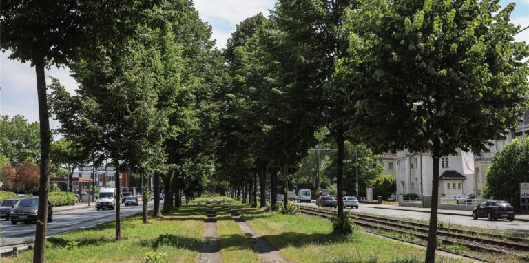 Die Platanen-Allee auf der Bundesstraße 1 in Dortmund