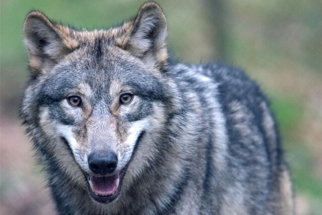Ein Wolf
