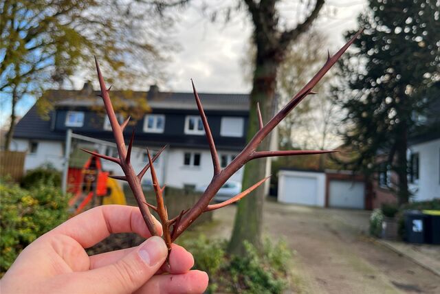 Eine Hand hält Dornen in die Kamera. Im Hintergrund ist ein Baum an der Saarstraße in Unna zu sehen.