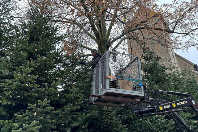 Die Tannen sind geschmückt: Der Glitzerwald 2023 kann losgehen.