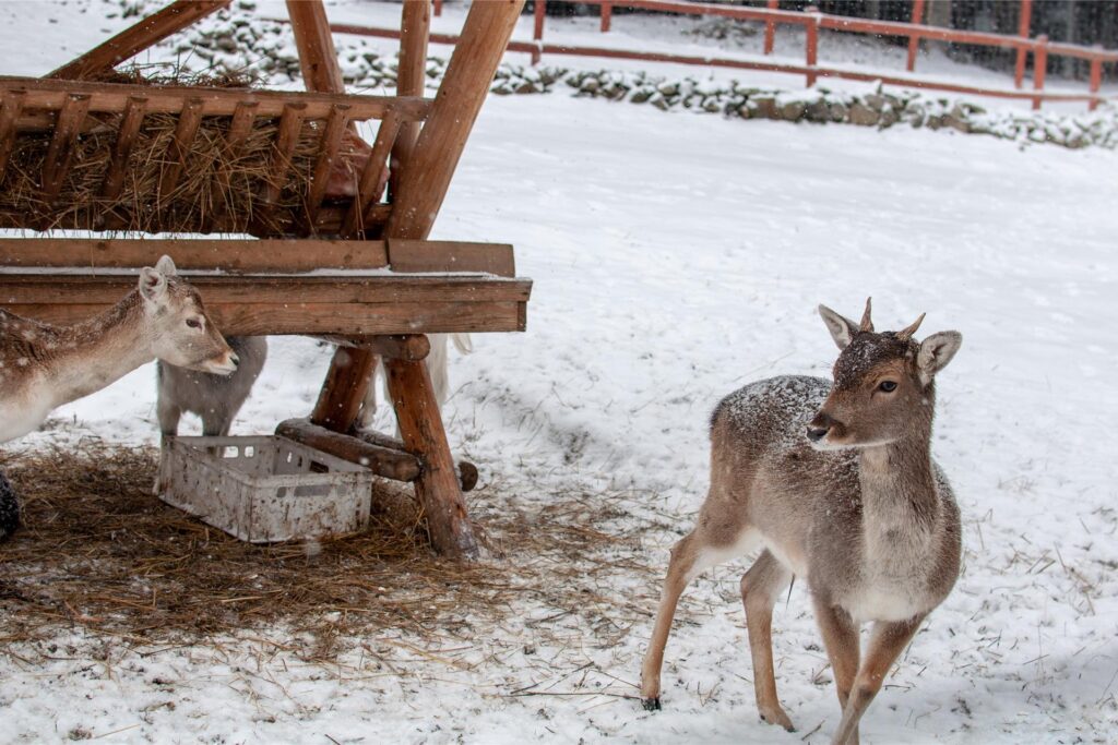 Rehe am Futtertrog