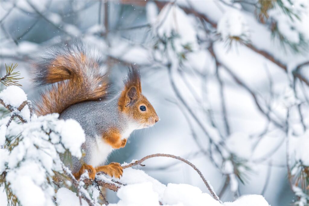 Eichhörnchen im Schnee