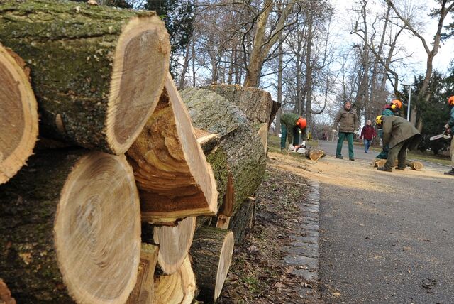 Arbeiter fällen in einem Wald Bäume.