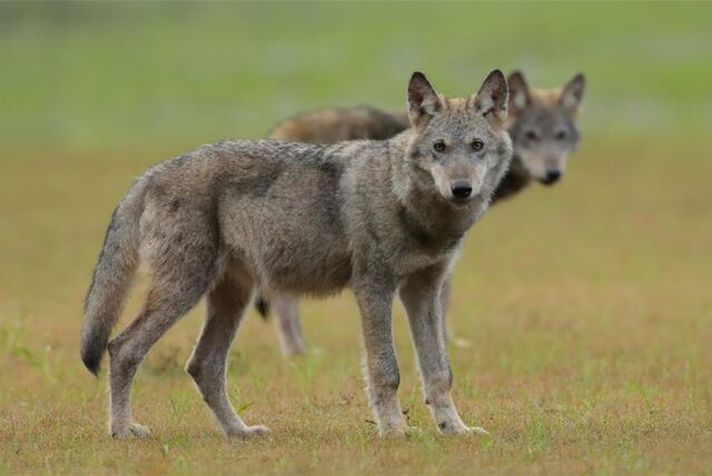 Zwei Wolfswelpen stehen auf einem Feld.