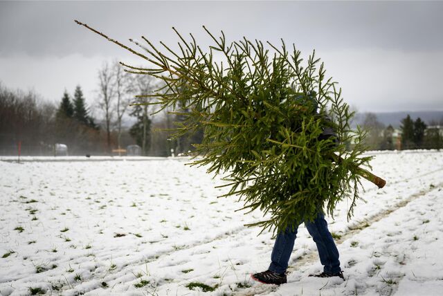 Wo man in Schwerte Weihnachtsbäume kaufen oder selbst schlagen kann, haben wir in einer Übersicht zusammengestellt.