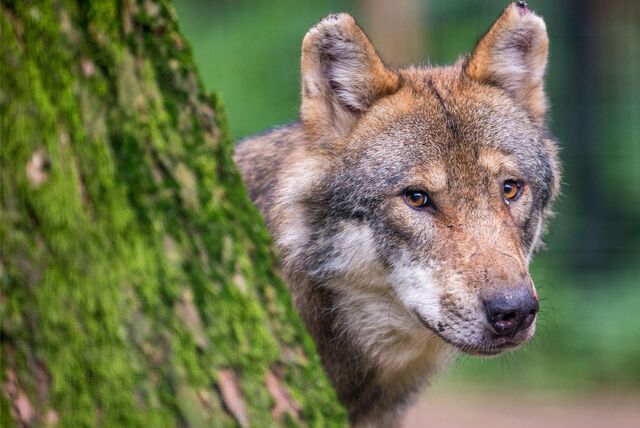 Wölfin Gloria: Ein Protestschreiben vom Wolfsschutz Deutschland setzt sich gegen den Abschuss ein.