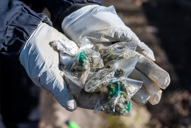 Zwei mit weißen Schutzhandschuhen behandschuhte Hände halten einige mit Marihuana gefüllte Klemmtütchen in die Kamera.
