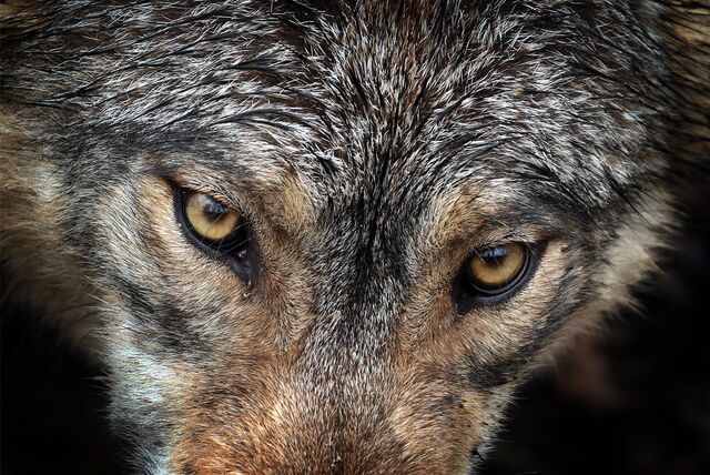 Ein Wolf steht in einem Wildpark in seinem Gehege.