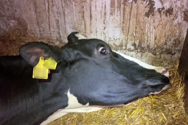 Eine ausgemergelte Kuh liegt in der Viehsammelstelle, die vorläufig geschlossen ist, am Boden. Die Staatsanwaltschaft Dortmund ermittelt wegen Verstößen gegen das Tierschutzgesetz.