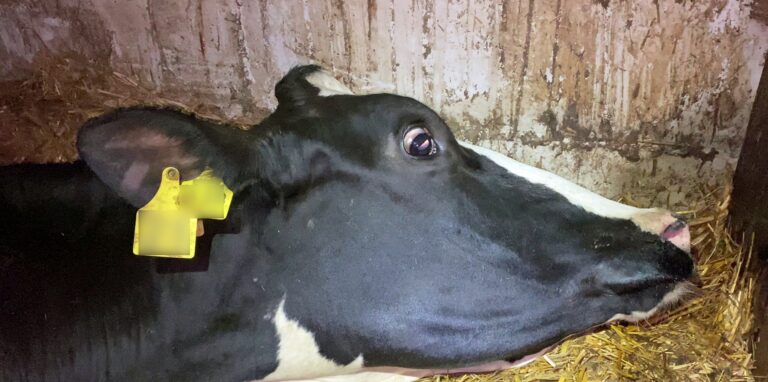 Eine ausgemergelte Kuh liegt in der Viehsammelstelle, die vorläufig geschlossen ist, am Boden. Die Staatsanwaltschaft Dortmund ermittelt wegen Verstößen gegen das Tierschutzgesetz.