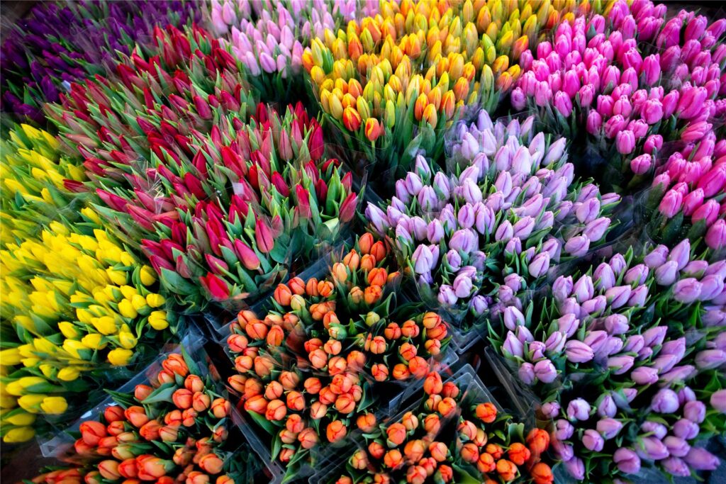 Auf dem Holland-Markt 2024 NRW werden bunte Tulpen verkauft.