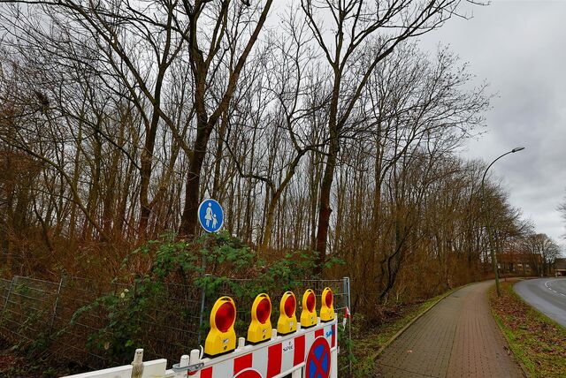 Das private Waldstück an der Erich-Ollenhauer-Straße stellt mit seinen beschädigten Bäumen eine Gefährdungslage dar.