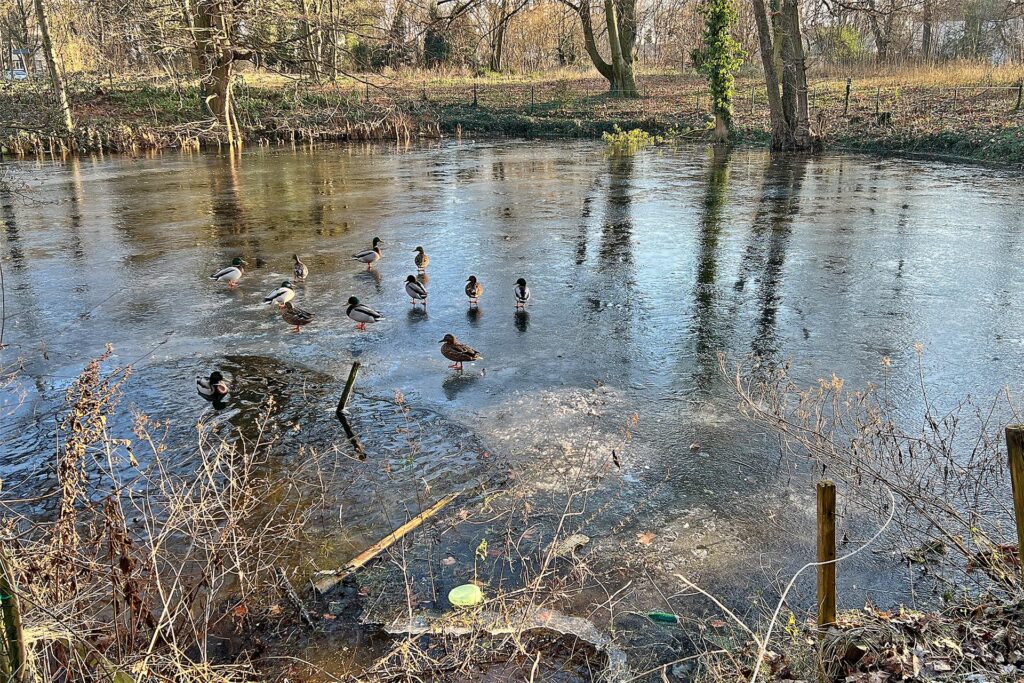 Einige Enten stehen trotz eisiger Temperaturen auf der Eisfläche auf einem der Teiche im Kurpark in Königsborn.