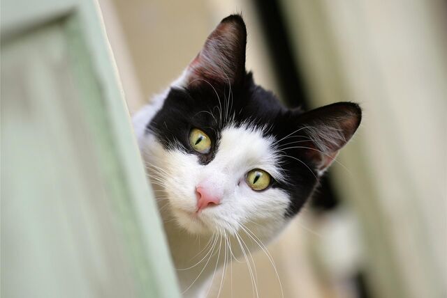 Das Bild zeigt eine schwarz-weiße Katze, die in die Kamera blickt.