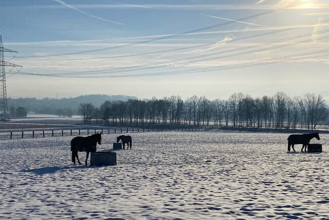 Malerisch: Der Himmel strahlt blau über eine verschneite Pferdewiese in Schwerte.