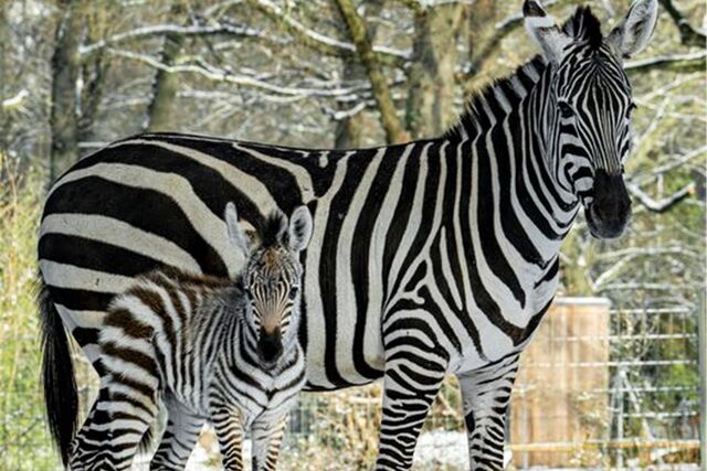 Zoo Dortmund Nachwuchs Zebra Junges Jungtier Fohlen Zebrafohlen Hengst